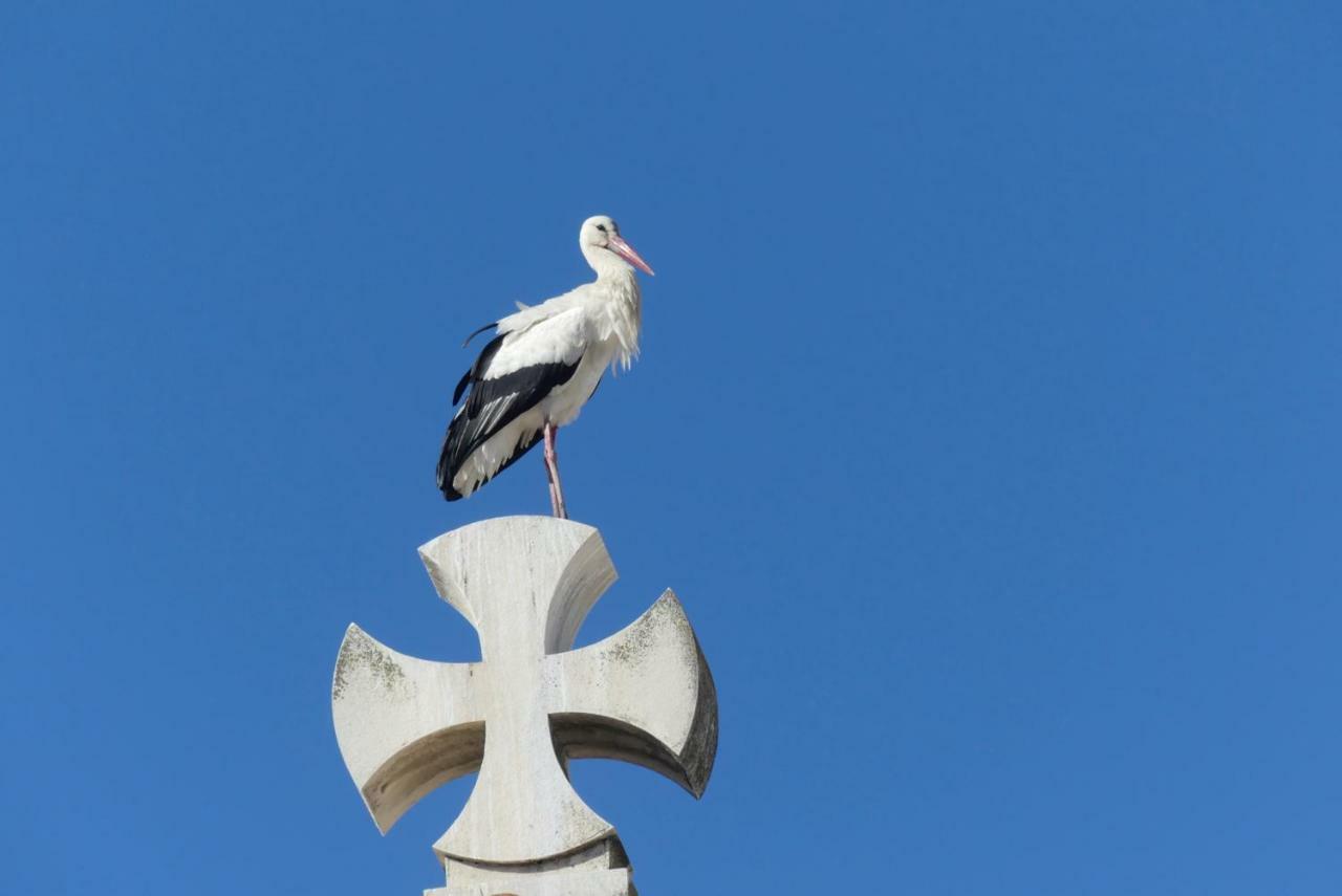 Kasa Blanca